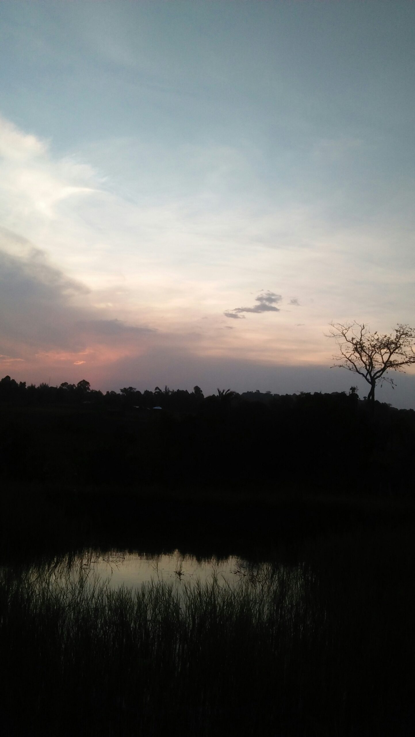 a lone tree is silhouetted against the evening sky