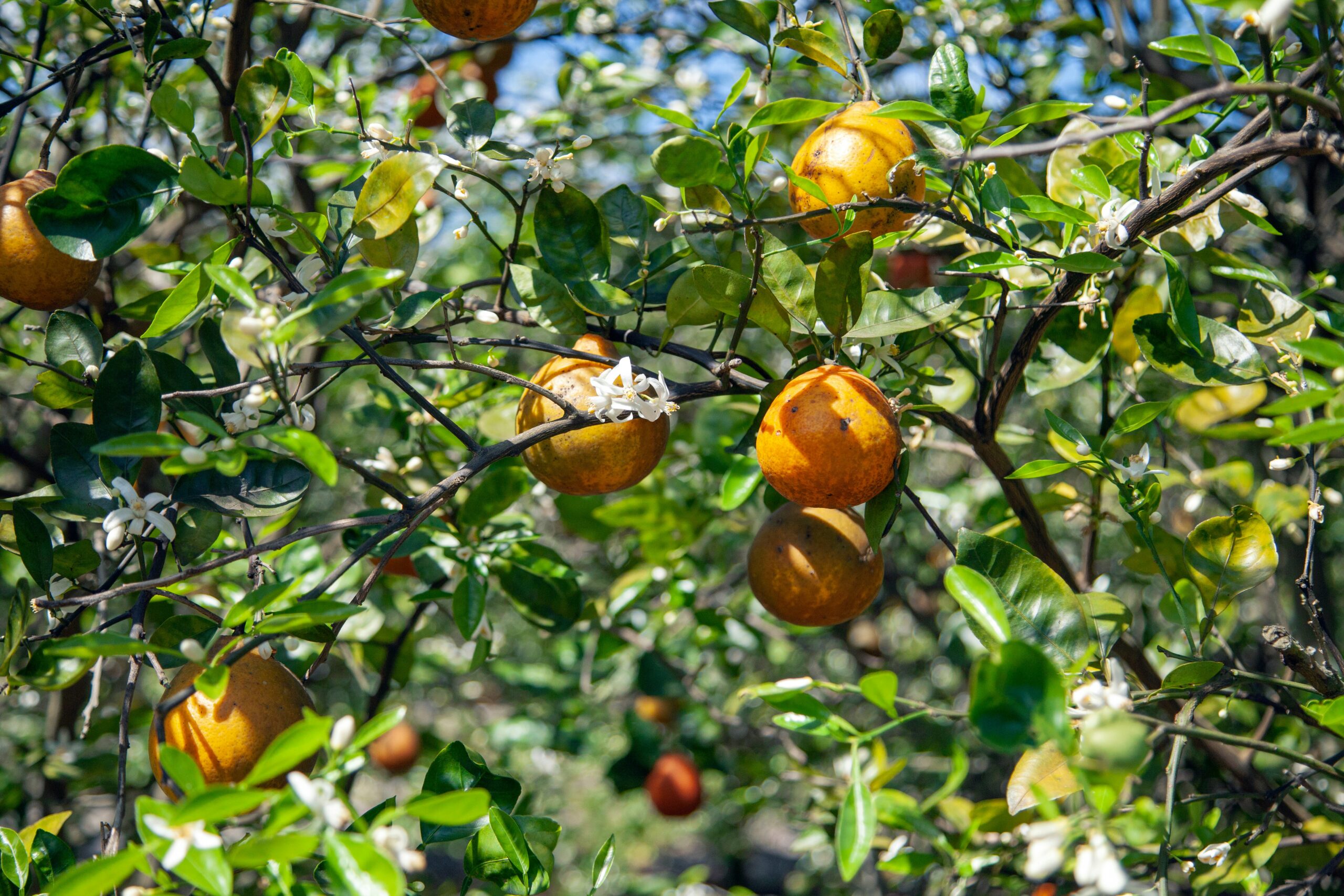 orange fruit on tree during daytime